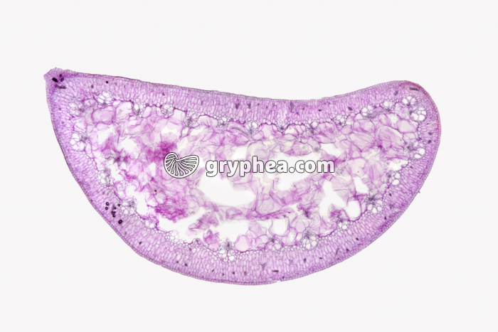 Feuille d'Aloes CT x5 - gryphea.com